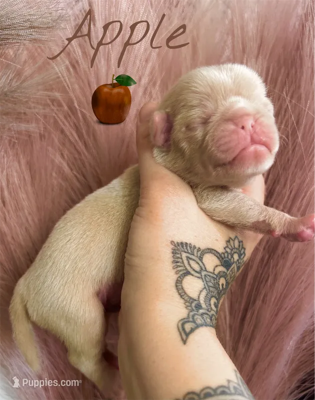 Apple – Pug puppy for sale in Sequim, WA