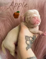 Apple, a male Pug for sale in Sequim, WA – 1 of 10