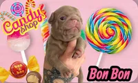 Bon Bon, a male Pug for sale in Sequim, WA – 4 of 4