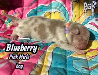 Blueberry, a male Pug for sale in Sequim, WA – 6 of 6
