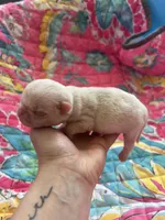 Cherry, a male Pug for sale in Sequim, WA – 4 of 6