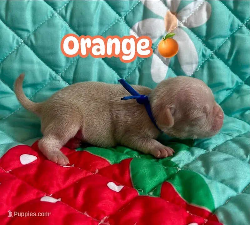 Orange – Pug puppy for sale in Sequim, WA