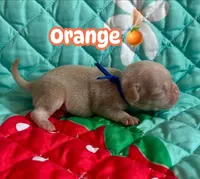 Orange, a male Pug for sale in Sequim, WA – 1 of 3