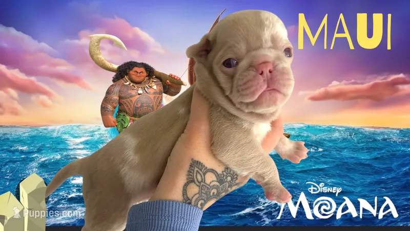 Maui – Pug puppy for sale in Sequim, WA