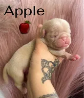 Apple, a male Pug for sale in Sequim, WA – 10 of 10