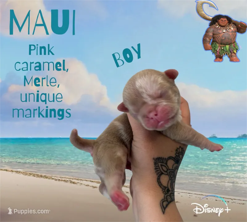 Maui – Pug puppy for sale in Sequim, WA