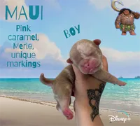 Maui, a male Pug for sale in Sequim, WA – 1 of 5