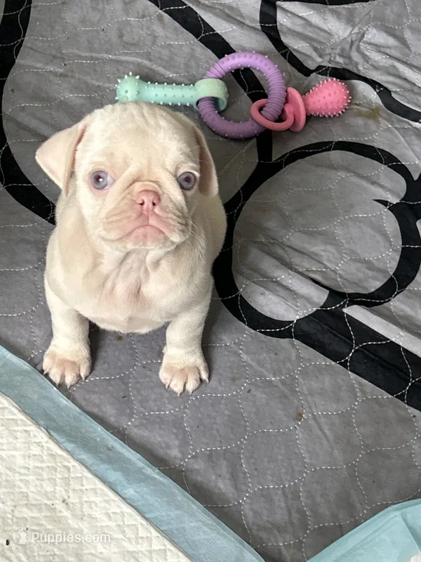 Pineapple – Pug puppy for sale in Sequim, WA