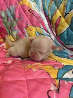 Pineapple, a male Pug for sale in Sequim, WA – 2 of 5