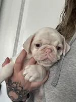 Lollipop, a female Pug for sale in Sequim, WA – 3 of 3
