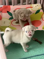 Strawberry, a female Pug for sale in Sequim, WA – 3 of 4