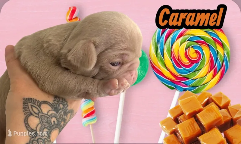 Caramel – Pug puppy for sale in Sequim, WA