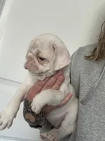 Lollipop, a female Pug for sale in Sequim, WA – 2 of 3