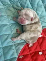 Mango, a female Pug for sale in Sequim, WA – 7 of 7
