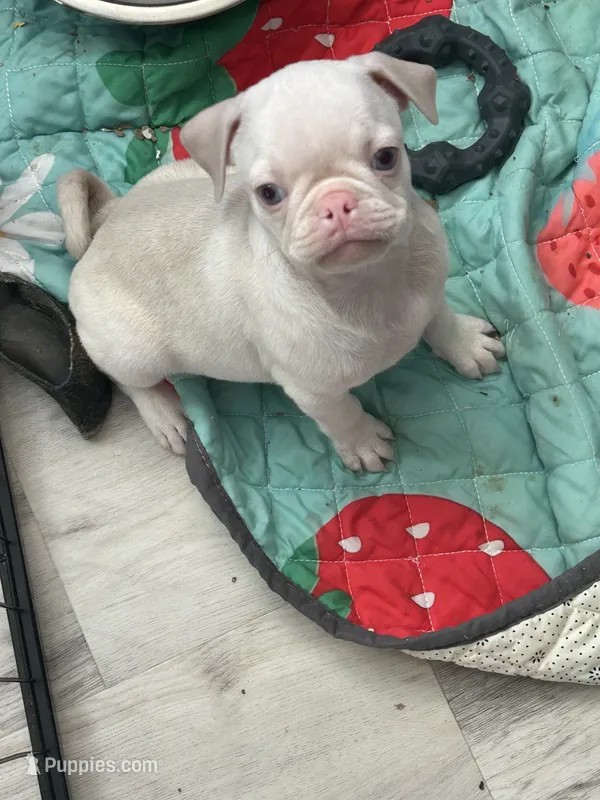 Orange – Pug puppy for sale in Sequim, WA