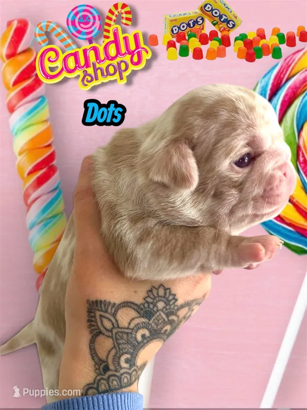 Dots – Pug puppy for sale in Sequim, WA