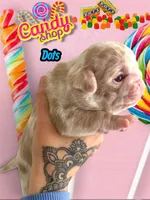 Dots, a male Pug for sale in Sequim, WA – 1 of 5