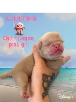 Kakamora, a female Pug for sale in Sequim, WA – 2 of 4