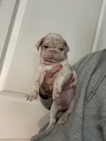 Heihei, a male Pug for sale in Sequim, WA – 3 of 10