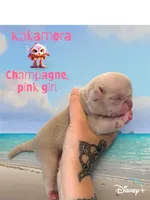 Kakamora, a female Pug for sale in Sequim, WA – 3 of 4