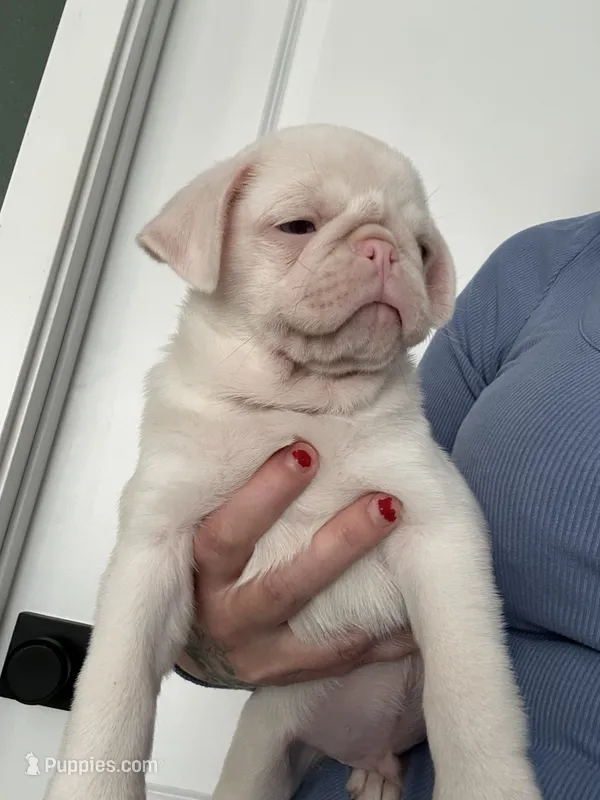 Cherry – Pug puppy for sale in Sequim, WA