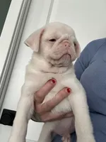 Cherry, a male Pug for sale in Sequim, WA – 1 of 6