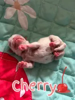 Cherry, a male Pug for sale in Sequim, WA – 5 of 6