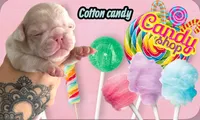 Cotton candy , a female Pug for sale in Sequim, WA – 4 of 4