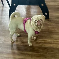 Yolo, a male Pug for sale in Sequim, WA – 3 of 3