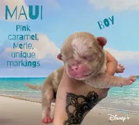 Maui, a male Pug for sale in Sequim, WA – 4 of 5