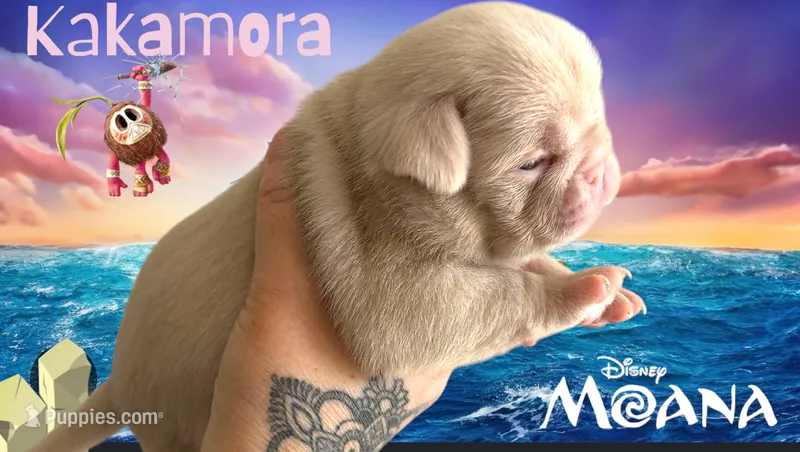 Kakamora – Pug puppy for sale in Sequim, WA