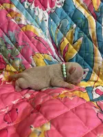 Pineapple, a male Pug for sale in Sequim, WA – 5 of 5
