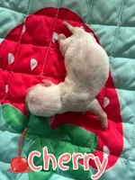 Cherry, a male Pug for sale in Sequim, WA – 6 of 6