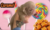 Caramel, a male Pug for sale in Sequim, WA – 2 of 2