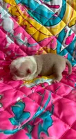 Grape, a female Pug for sale in Sequim, WA – 2 of 6