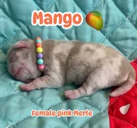 Mango, a female Pug for sale in Sequim, WA – 1 of 7