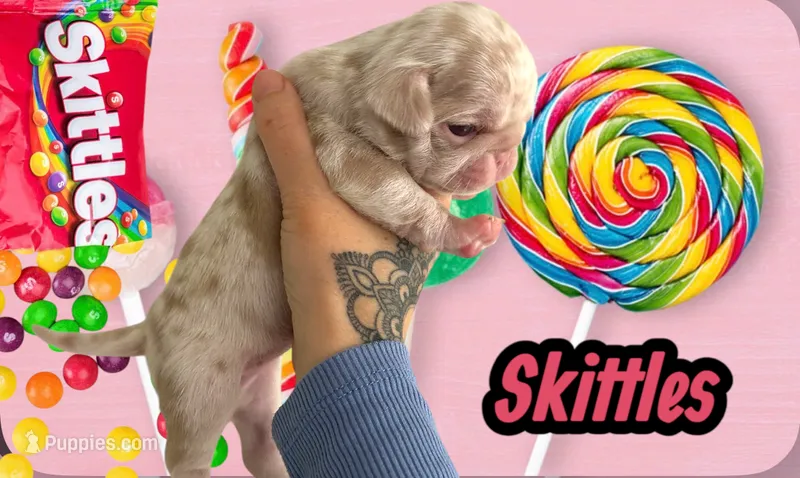 Skittles – Pug puppy for sale in Sequim, WA