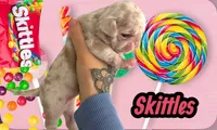 Skittles, a female Pug for sale in Sequim, WA – 1 of 4