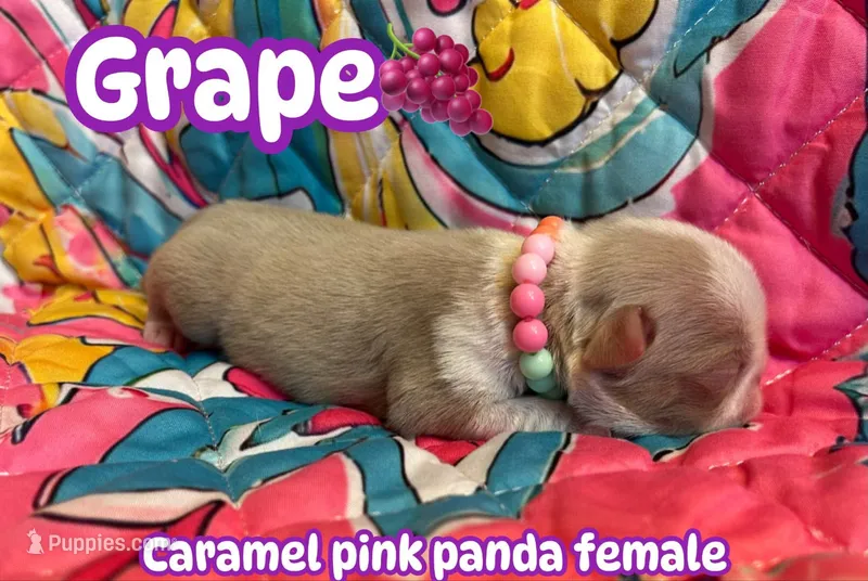 Grape – Pug puppy for sale in Sequim, WA