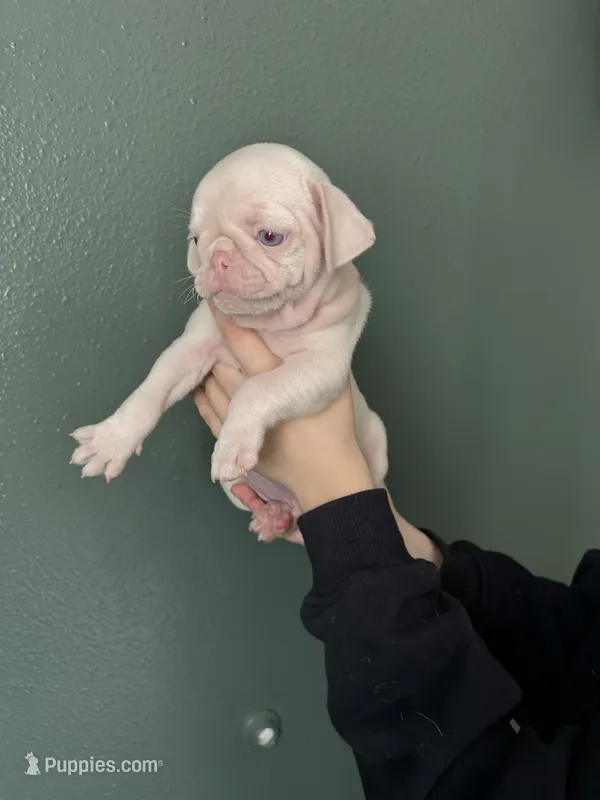 Pineapple – Pug puppy for sale in Sequim, WA
