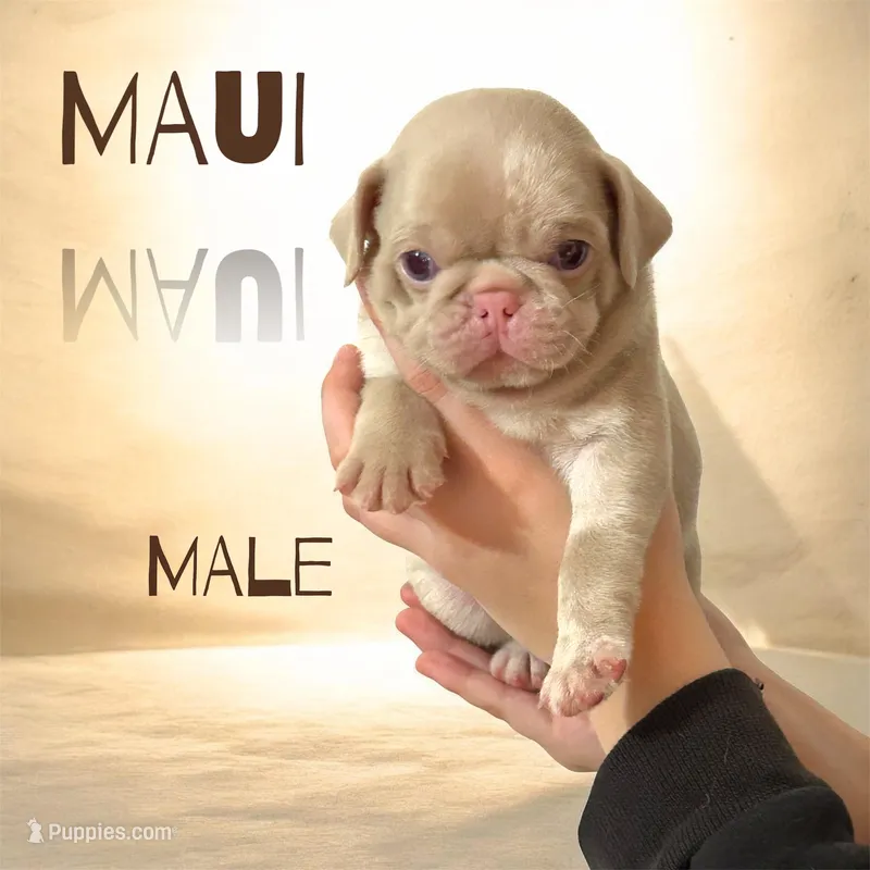 Maui – Pug puppy for sale in Sequim, WA