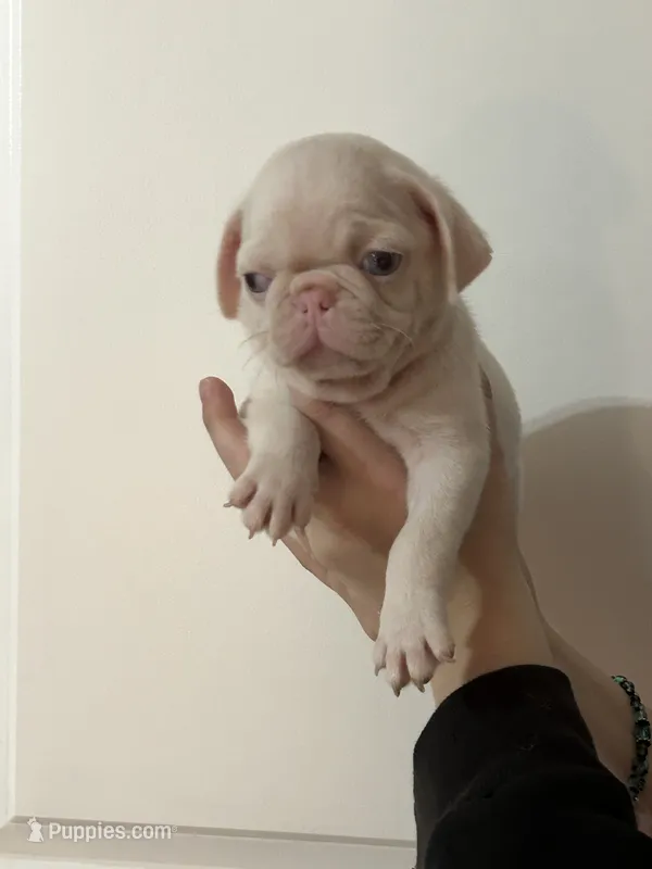 Kiwi – Pug puppy for sale in Sequim, WA
