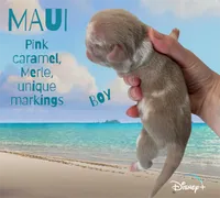 Maui, a male Pug for sale in Sequim, WA – 5 of 5