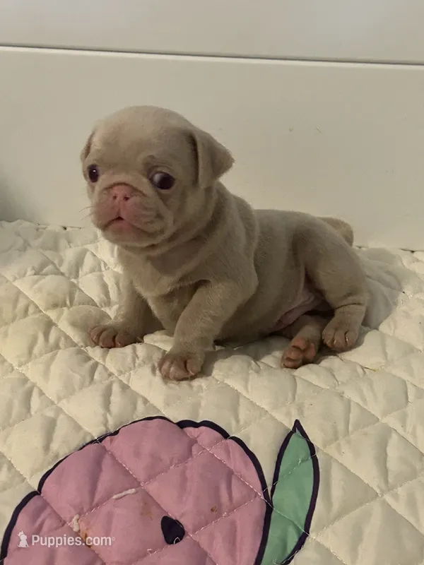 Caramel – Pug puppy for sale in Sequim, WA