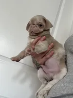 Maui, a male Pug for sale in Sequim, WA – 2 of 9