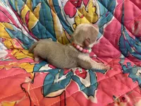 Grape, a female Pug for sale in Sequim, WA – 6 of 6