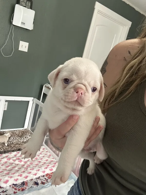 Cherry – Pug puppy for sale in Sequim, WA