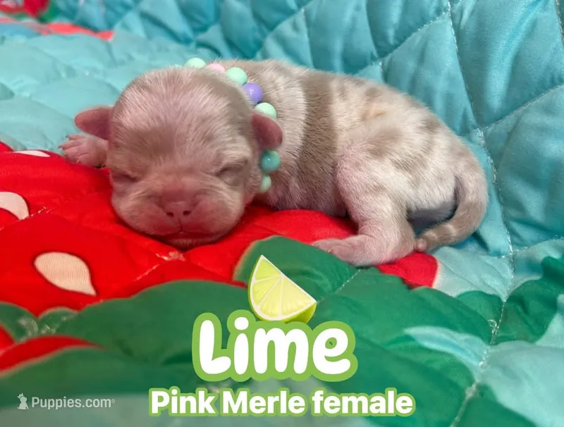 Lime – Pug puppy for sale in Sequim, WA