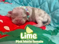 Lime, a female Pug for sale in Sequim, WA – 1 of 4