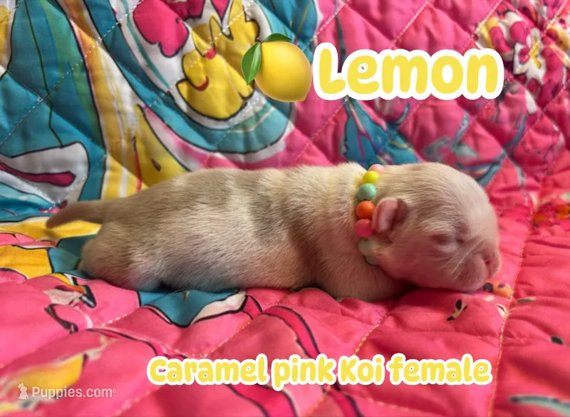 Lemon  – Pug puppy for sale in Sequim, WA